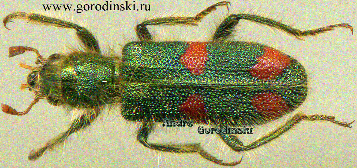 http://www.gorodinski.ru/oth_col/Trichodes sipylus.jpg